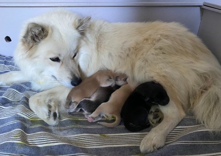 Samira  födde valpar 13 juli 2023